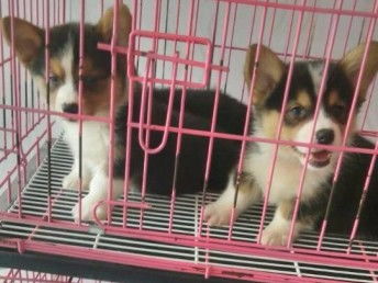 北京純種柯基犬市場價格解析與購買指南